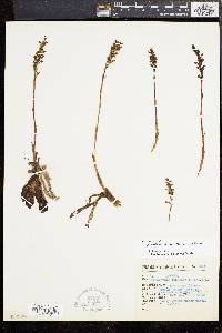 Galeoglossum tubulosum image