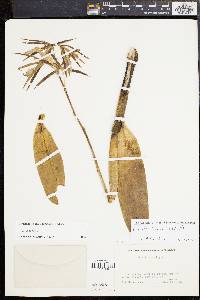 Prosthechea brassavolae image