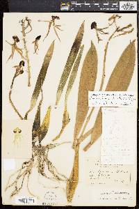 Prosthechea cochleata image