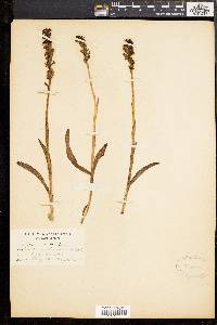 Orchis ustulata image