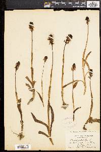 Orchis ustulata image