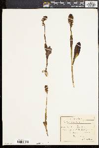 Orchis ustulata image