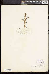 Orchis ustulata image