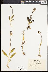 Orchis ustulata image