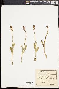 Orchis ustulata image