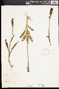 Orchis ustulata image