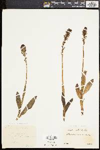 Orchis ustulata image