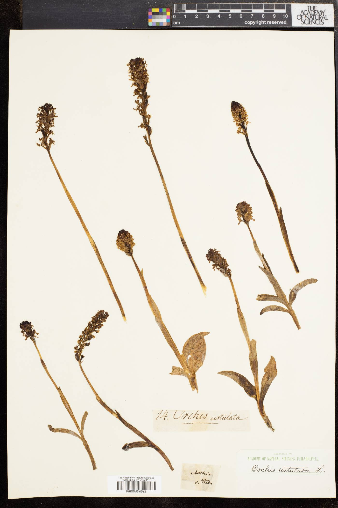 Orchis ustulata image