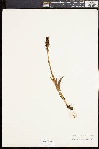 Orchis ustulata image