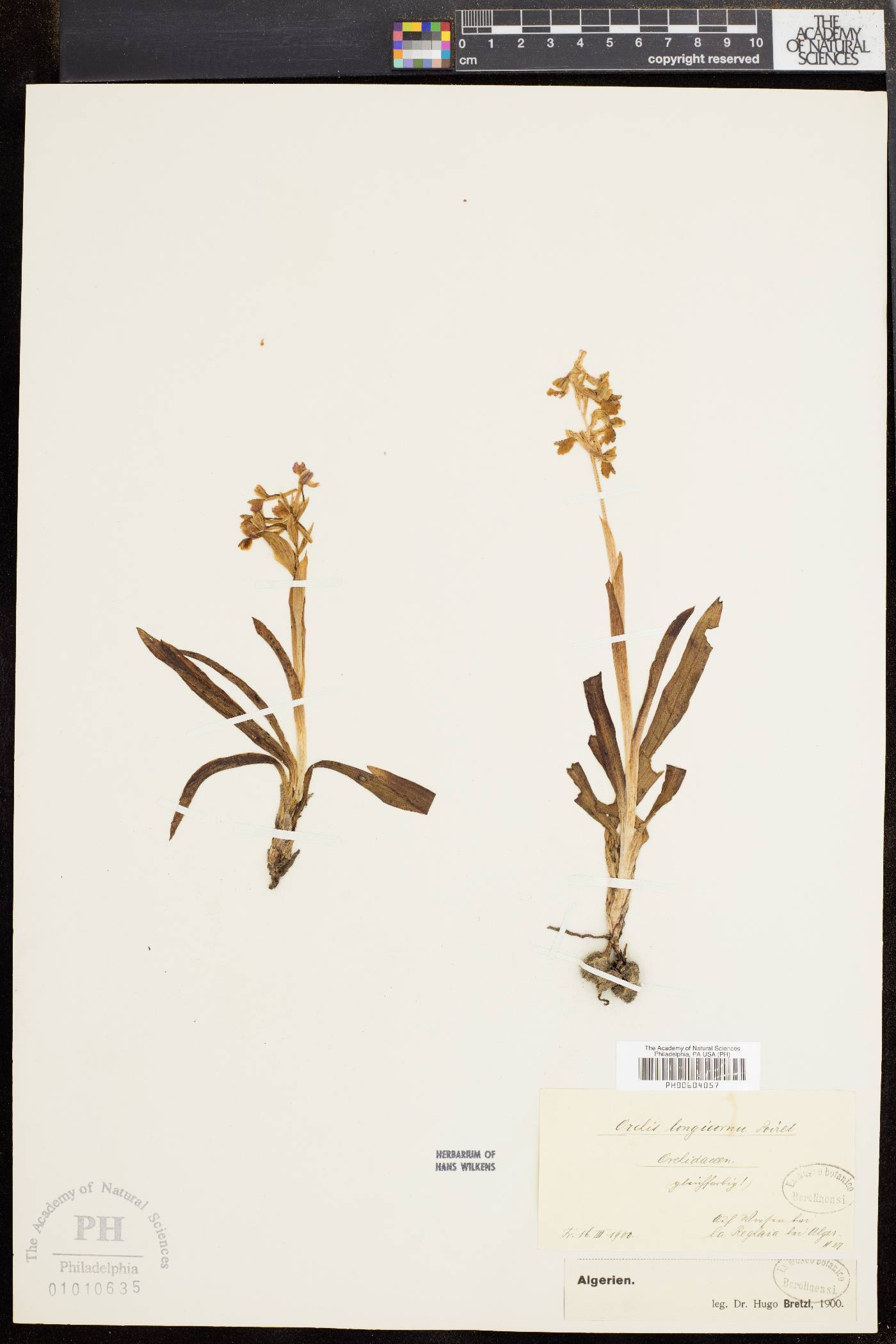 Orchis longicornu image