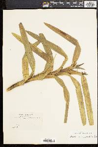Maxillaria cordyline image