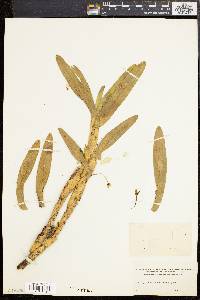 Maxillaria nivea image
