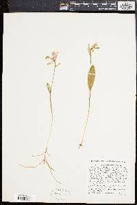 Pogonia ophioglossoides image