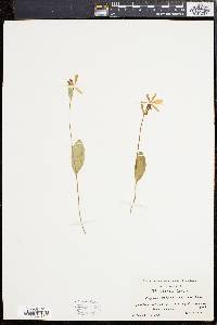 Pogonia ophioglossoides image