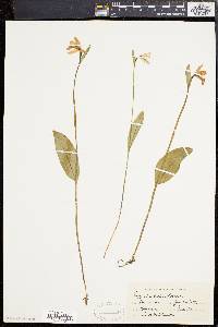 Pogonia ophioglossoides image