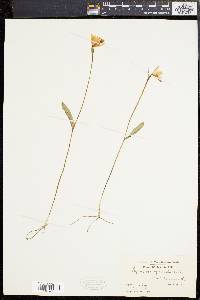 Pogonia ophioglossoides image