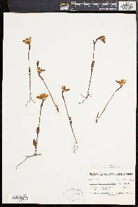 Pogonia ophioglossoides image