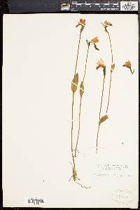 Pogonia ophioglossoides image