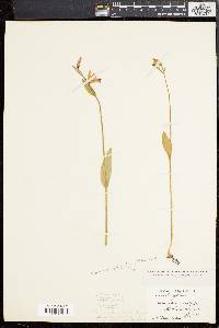 Pogonia ophioglossoides image