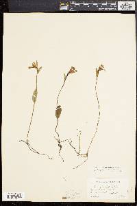 Pogonia ophioglossoides image