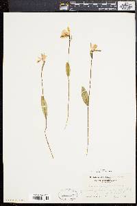 Pogonia ophioglossoides image