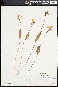 Pogonia ophioglossoides image