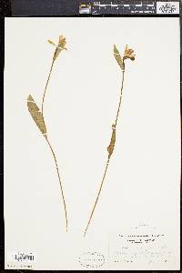 Pogonia ophioglossoides image