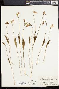 Pogonia ophioglossoides image