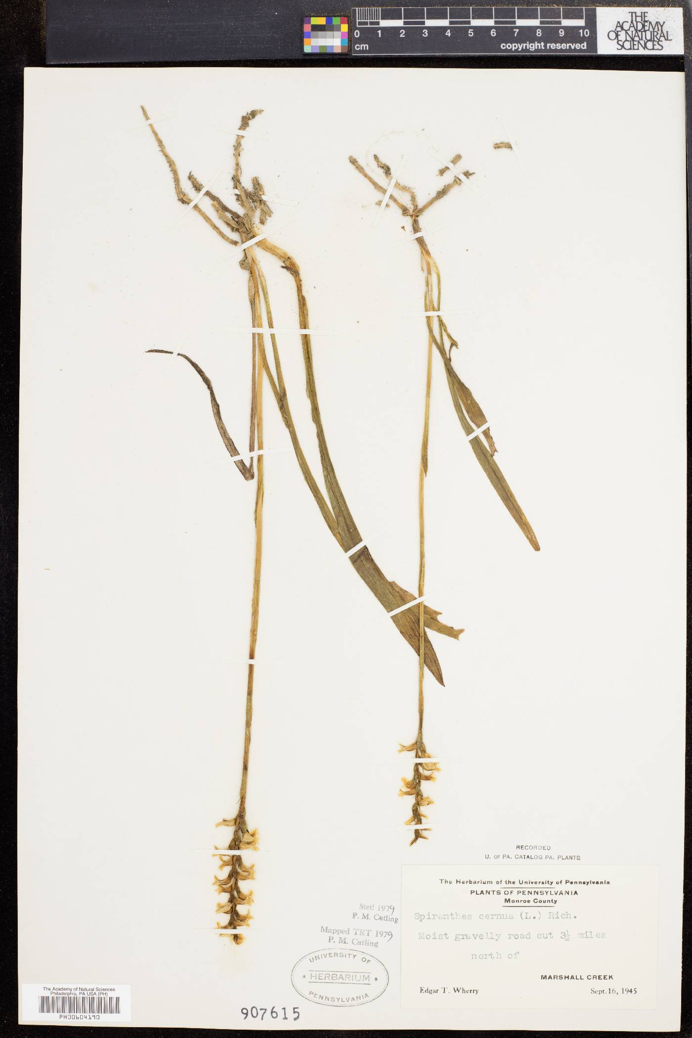 Spiranthes ochroleuca image