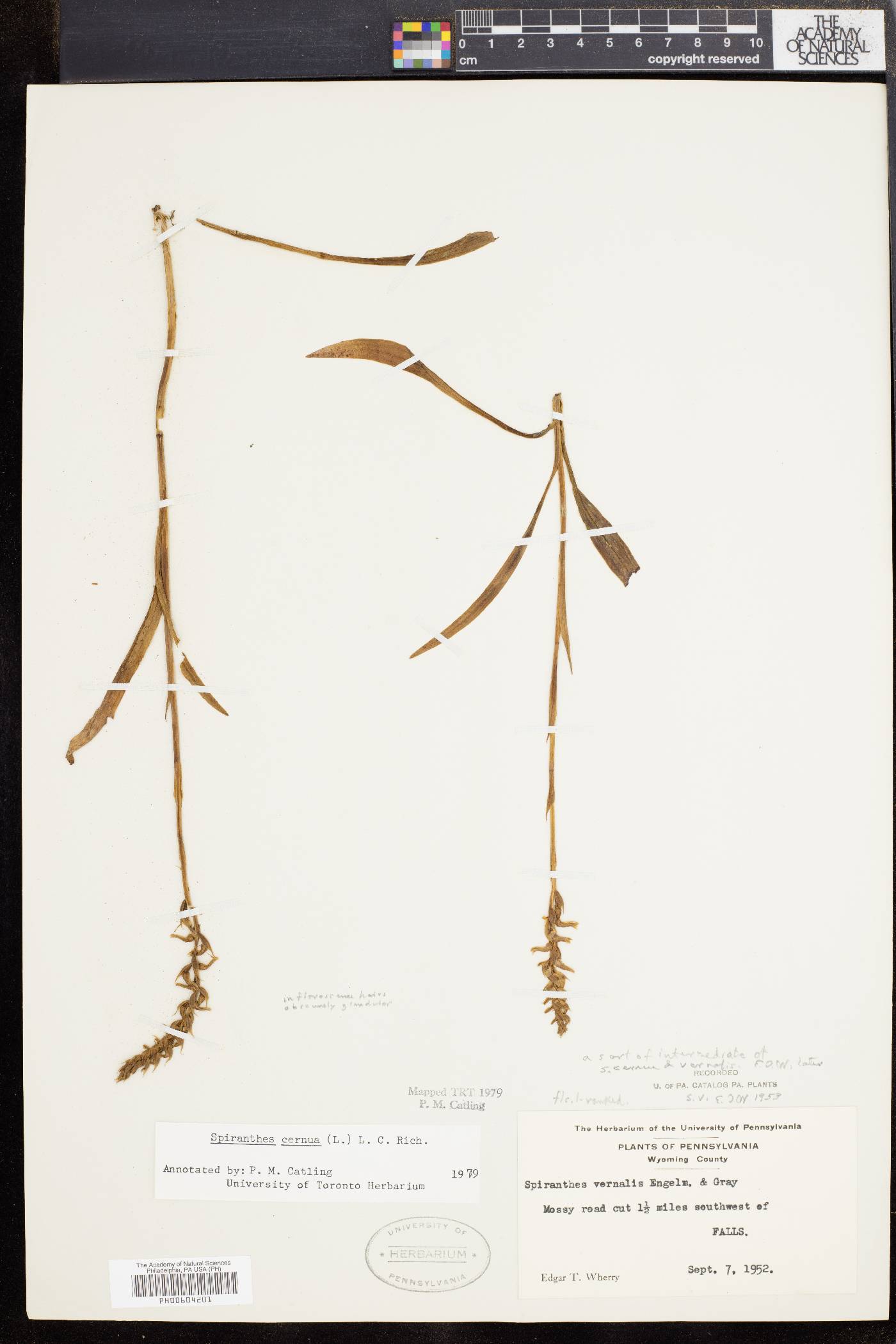 Spiranthes ochroleuca image