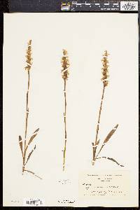 Spiranthes cernua image