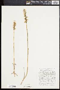 Spiranthes cernua image