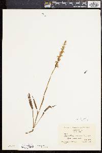 Spiranthes ochroleuca image