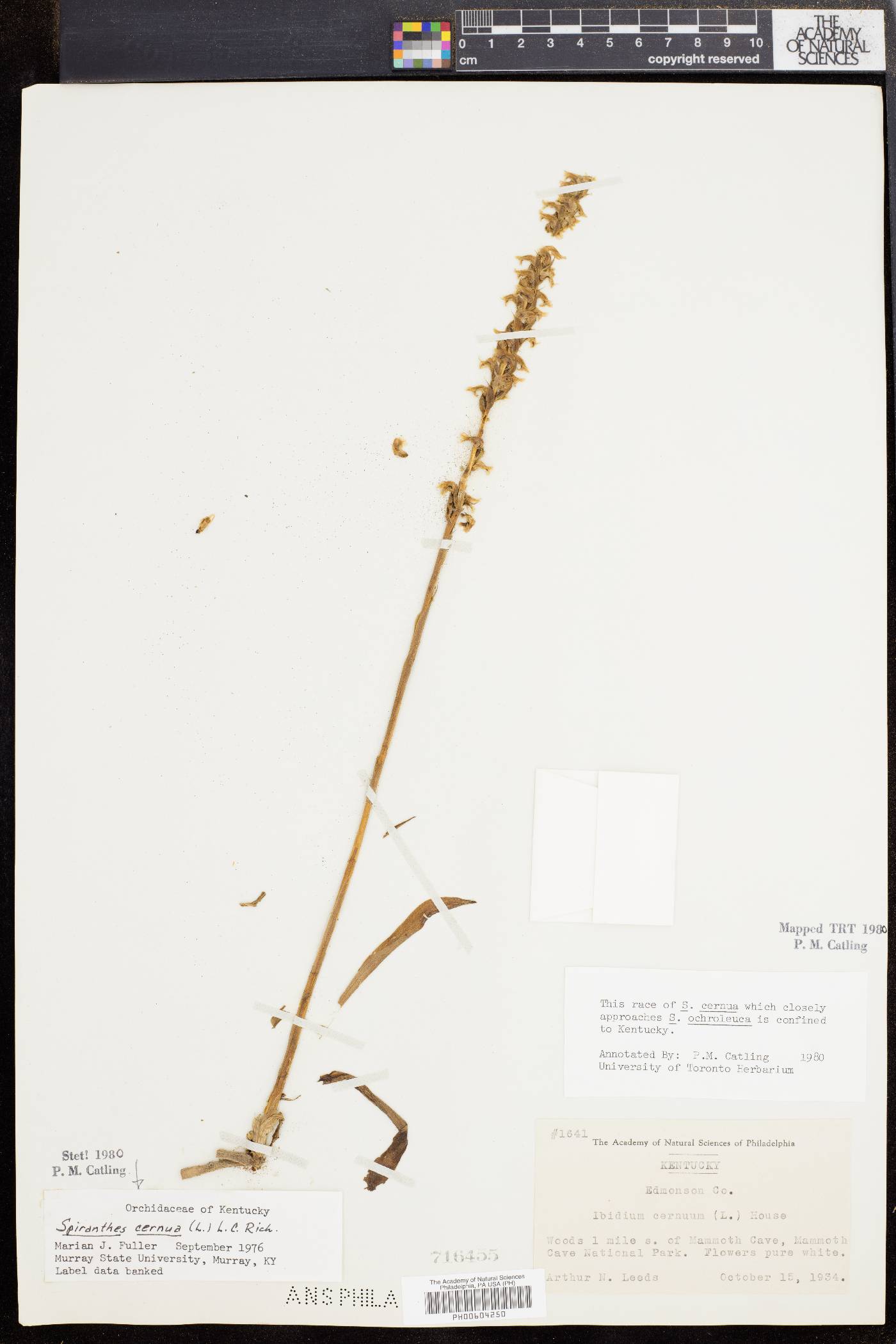 Spiranthes ochroleuca image