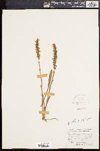 Spiranthes cernua image