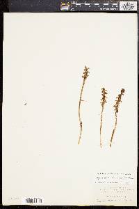 Spiranthes magnicamporum image