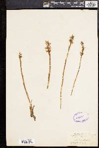 Spiranthes cernua image