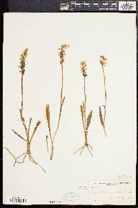 Spiranthes cernua image