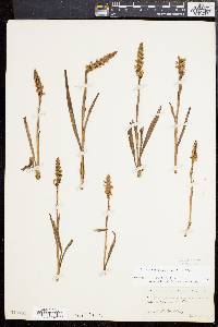 Spiranthes cernua image