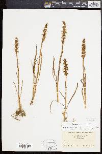 Spiranthes ochroleuca image