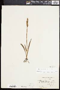 Spiranthes cernua image