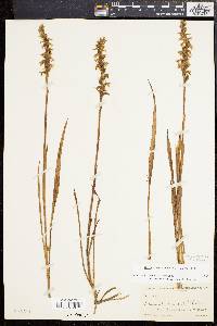 Spiranthes cernua image