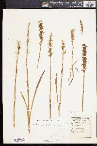 Spiranthes cernua image