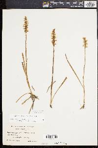 Spiranthes cernua image