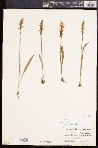 Spiranthes cernua image