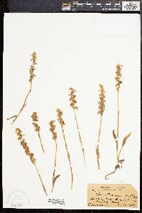 Spiranthes cernua image