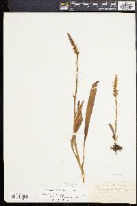 Spiranthes cernua image