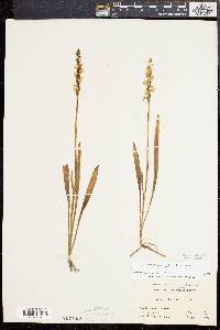 Spiranthes cernua image