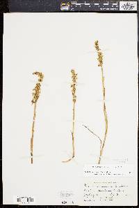 Spiranthes ochroleuca image