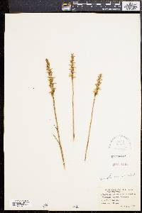 Spiranthes ochroleuca image